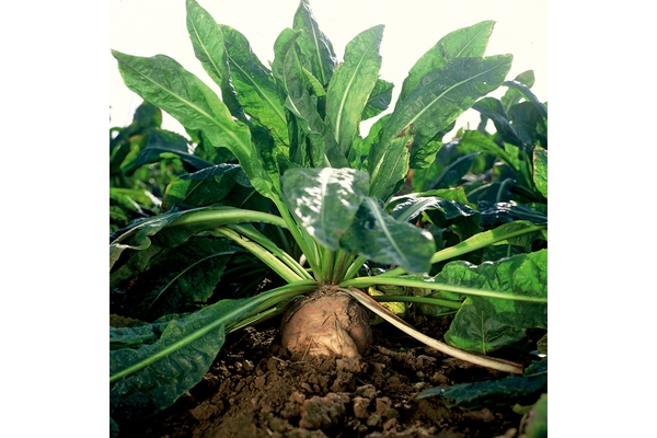 Image Image